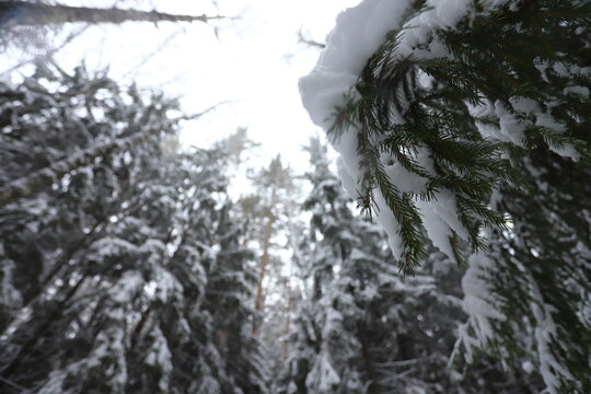 Karakan Pine Forest covered by snow. National forest situated in Siberia. Winter wonderland.