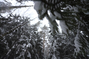 Karakan Pine Forest covered by snow. National forest situated in Siberia. Winter wonderland.