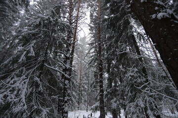 Karakan Pine Forest covered by snow. National forest situated in Siberia. Winter wonderland.