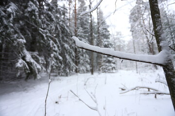 Karakan Pine Forest covered by snow. National forest situated in Siberia. Winter wonderland.