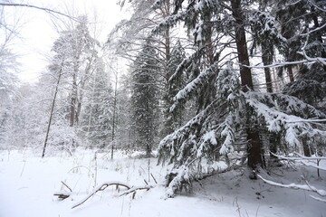 Karakan Pine Forest covered by snow. National forest situated in Siberia. Winter wonderland.