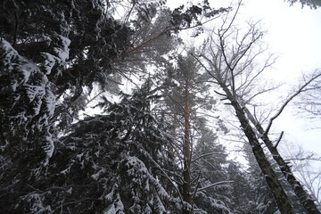 Karakan Pine Forest covered by snow. National forest situated in Siberia. Winter wonderland.