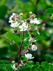 Kwitnące śródpolne krzewy Jeżyny,  (Rubus L.)   Dziki krzew Jeżyny inaczej zwanej  ostrężyną   jest nielubianą ze względu na kolce ale dostarcza  smaczne i zdrowe owoce © JDziedzic