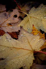 Water droplets on autumn leaves