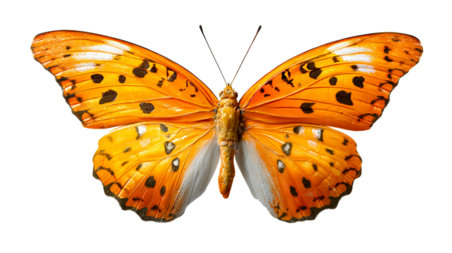 Orange butterfly with black spots displayed against a white background - Powered by Adobe