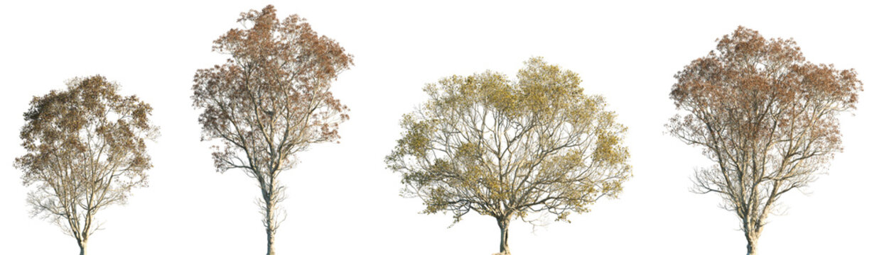 Set of autumn Zelkova serrata and Cyclobalanopsis glauca frontal street trees isolated png in sunny daylight on a transparent background perfectly cutout