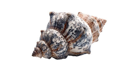 Detailed image of a spiral seashell on a plain background