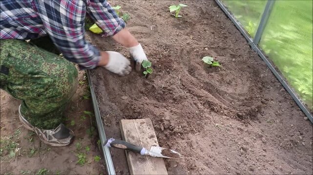 A farmer plants cucumber seedlings in a greenhouse and levels the soil around the plant with a small shovel on a summer day - color horizontal video, close-up, male hands