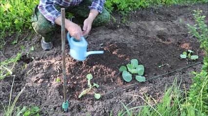 A farmer waters freshly planted cabbage sprouts in a garden bed on a sunny summer day with a small watering can. Color horizontal video, close-up, male hands