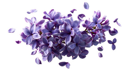 Scattered purple lilac flowers and petals on white background