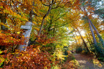 Autumn season in Fontainebleau forest. The Carrefour Billy crossroads