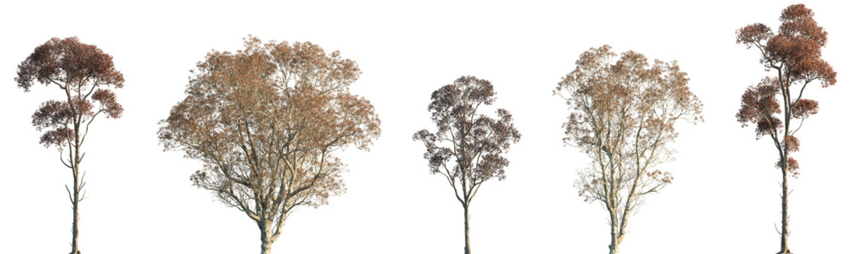 Set of autumn Triadica sebifera and Cyclobalanopsis glauca frontal street trees isolated png in sunny daylight on a transparent background perfectly cutout