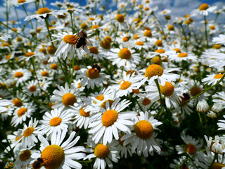 Fototapeta premium Kobierce kwitnącego złocień właściwyinaczej zwany jastrun wczesny lub margarytką (Leucanthemum vulgare Lam.) Na nieużytkach polnych czasami można spotkać łany kwitnącego Jastrun właściwy, złocień wł