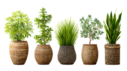 Collection of five potted houseplants in woven baskets