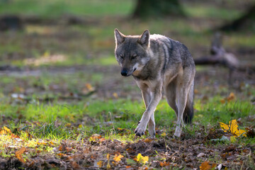 Common gray wolf walking in an undergrowth. Canis lupus lupus, Réserve zoologique de la Haute-Touche, Azay le Ferron, Indre 36, région Centre Val de Loire, France, European Union, Europe