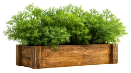 Fresh dill herb growing in a rustic wooden planter box