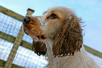 Cocker Spaniel outdoors in the snow in winter, North Yorkshire, England, United Kingdom