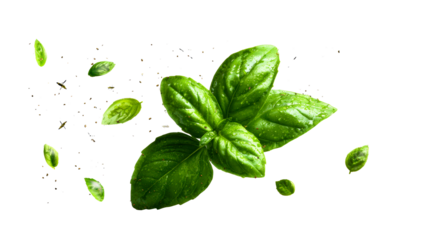 Floating Wet Green Basil Leaves and Flying Insects