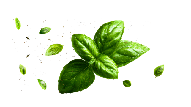 Floating Wet Green Basil Leaves and Flying Insects