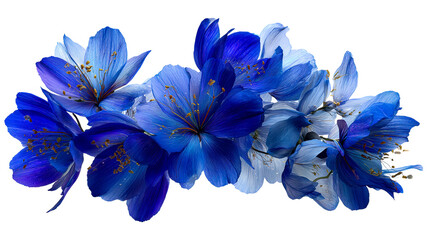 Fototapeta premium Cluster of Deep Blue and Light Blue Flowers with Yellow Stamens