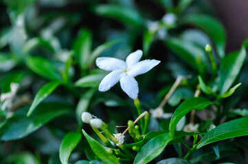 Cape Jasmine , Gardenia jasminoides or Gardenia or Crepe Jasmine or Arctic Snow or Milky Way or Snowflake or RUBIACEAE or white flower