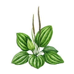 Greater plantain plant watercolor botanical illustration. Hand drawn plantago major herb medicinal healing wildflower. Fresh raw plantain herb with green leaves, flowers isolated on white background © anitapol