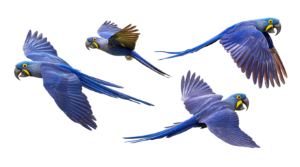 Four Blue Macaws Flying Against White Background