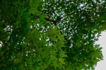 단풍나무,초록색,나무,maple,tree,green
