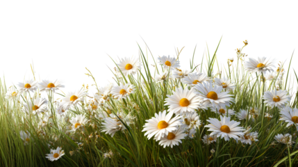Field of white daisies with tall green grass