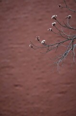 water drops on a tree