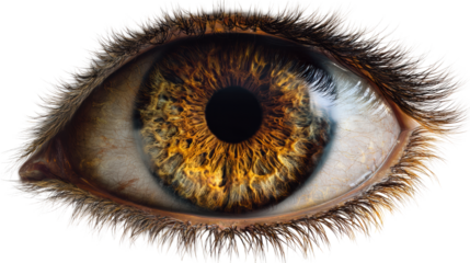 Extreme Close-up of a Detailed Human Iris and Eyelashes