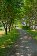 plants, trees, flowers, green, field, dry photographs