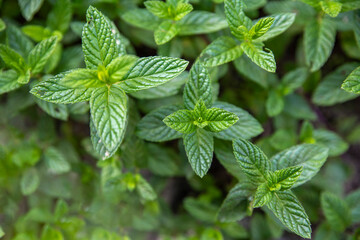 green leafy plants in nature .