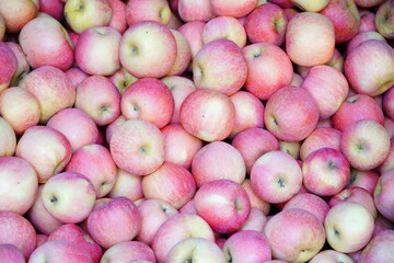 Branch of apple tree with many ripe red apples