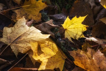 autumn leaves on the ground