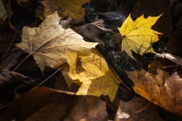 autumn leaves on the ground