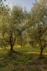 Spectacular photos of olive trees