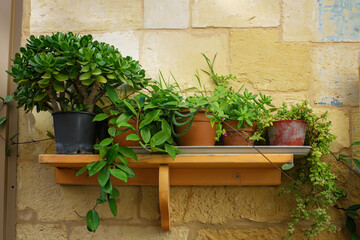 Green succulent plants in clay and plastic pots on a wooden shelf by a rustic stone wall. Cozy natural composition for home decor and interior design.