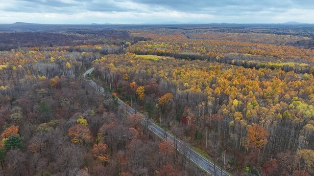 Aerial View of Golden Forest and Winding Road