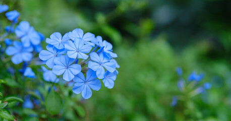 Fresh Plumbago and green leaf background