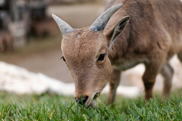 Young mountain goat grazing on grass