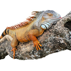 Close-up of a red iguana lying on a branch isolated on white background.