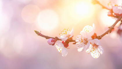 Spring Blossom Branch