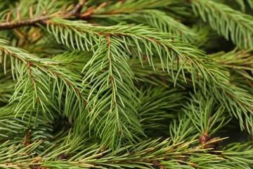 Green Christmas tree branches as background, closeup