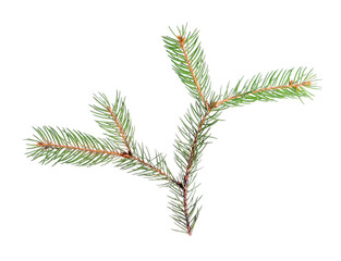 Beautiful fir branch isolated on white. Christmas tree