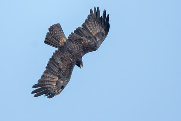 red tailed hawk