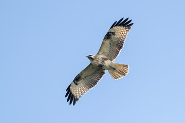 vulture in the sky