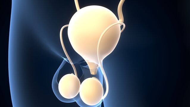 Human testies anatomy. 3d illustrations