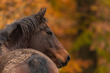 Obraz premium Warmes Pferdepotrait im Herbst