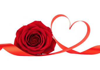 A single red rose with a red ribbon tied in a heart shape, isolated on transparent background